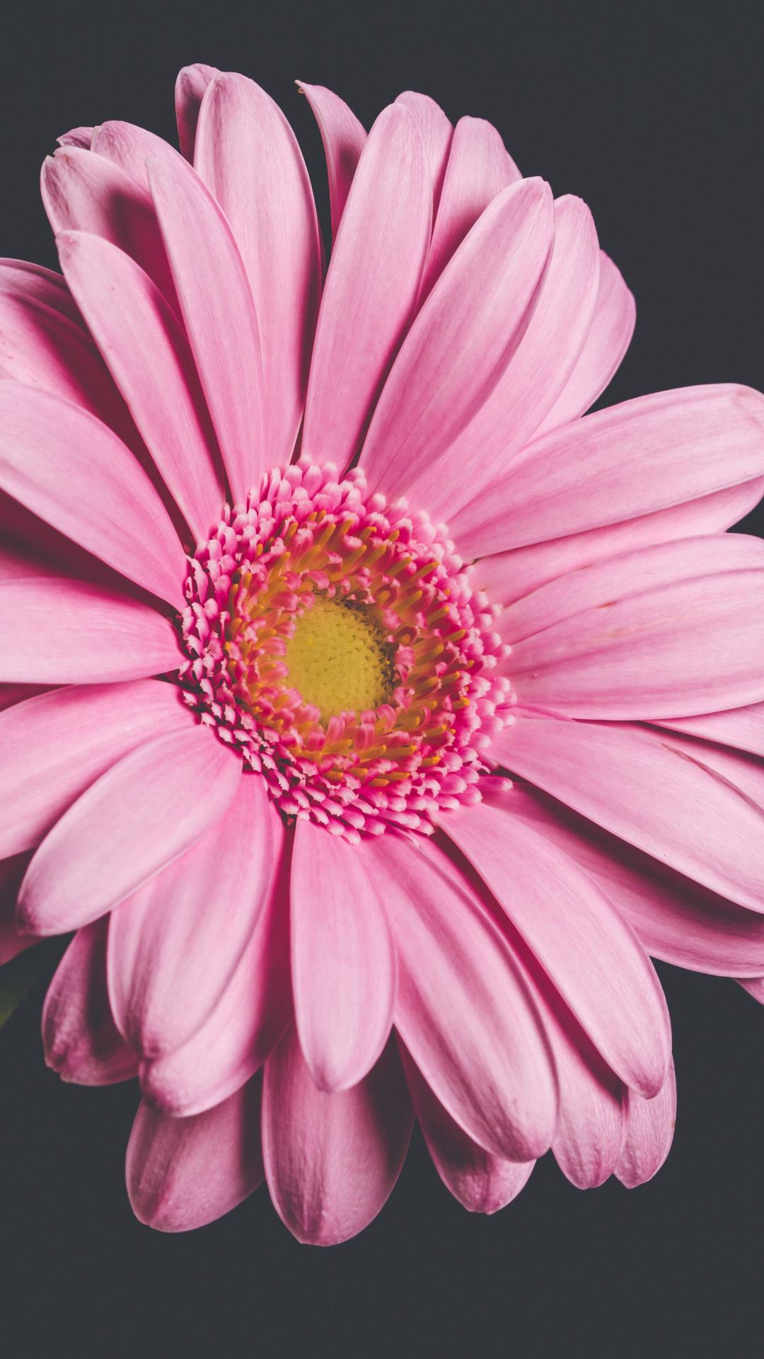1080x1920 Pink Gerbera flower close up wallpaper Pink gerbera