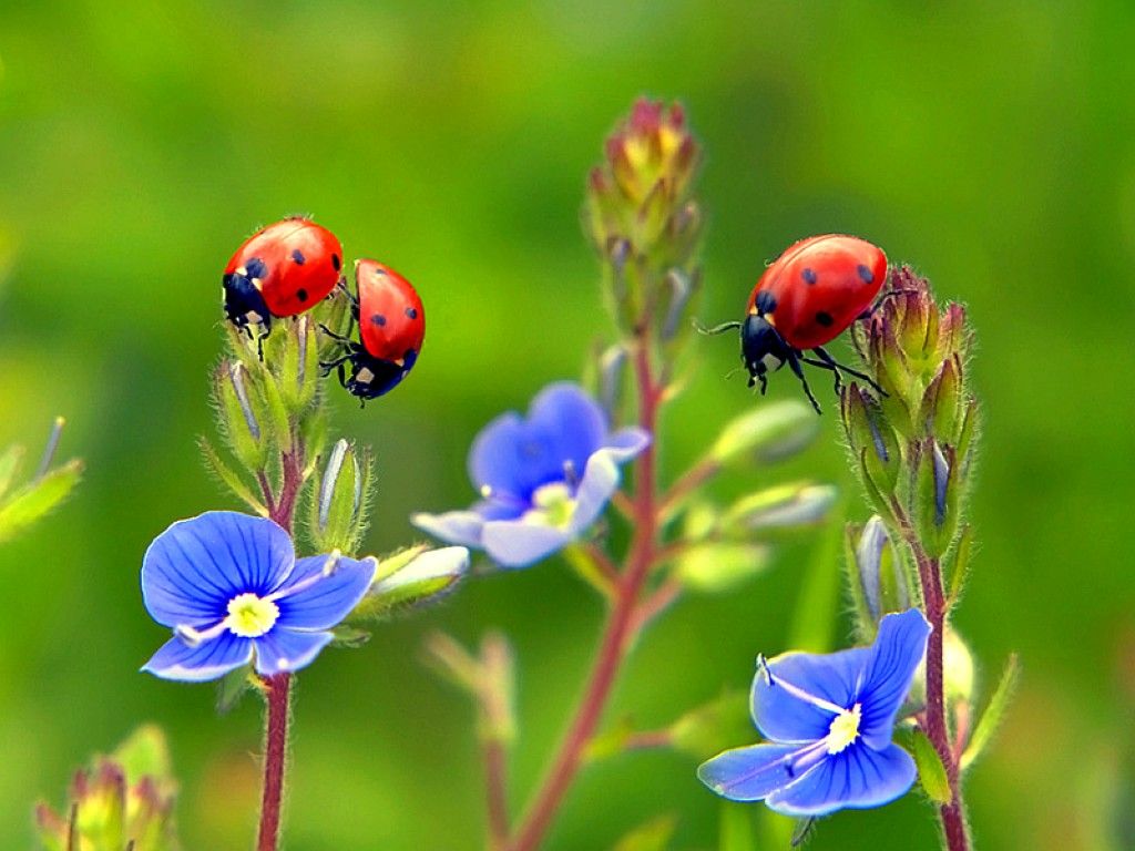 Ladybug Pictures Ladybugs On Flowers Wallpaper