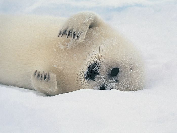Adorable White Baby Seal Photo Harp Pup Wallcoo