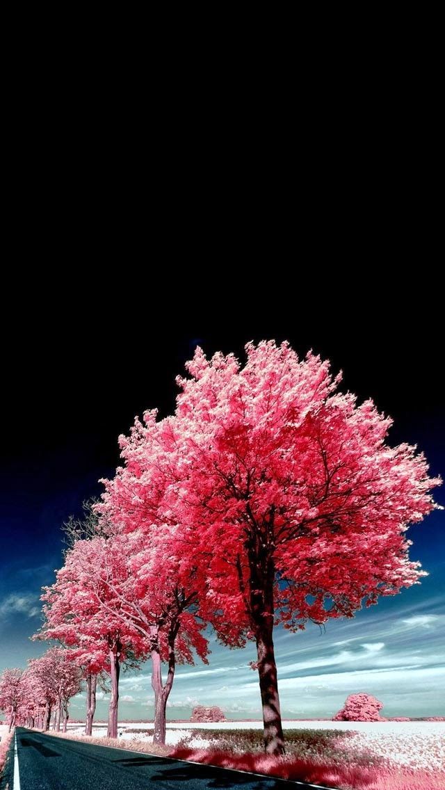 Tap And Get The App Nature Landscapes Trees Pink Black