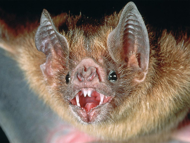 Vampire Bats Wallpaper