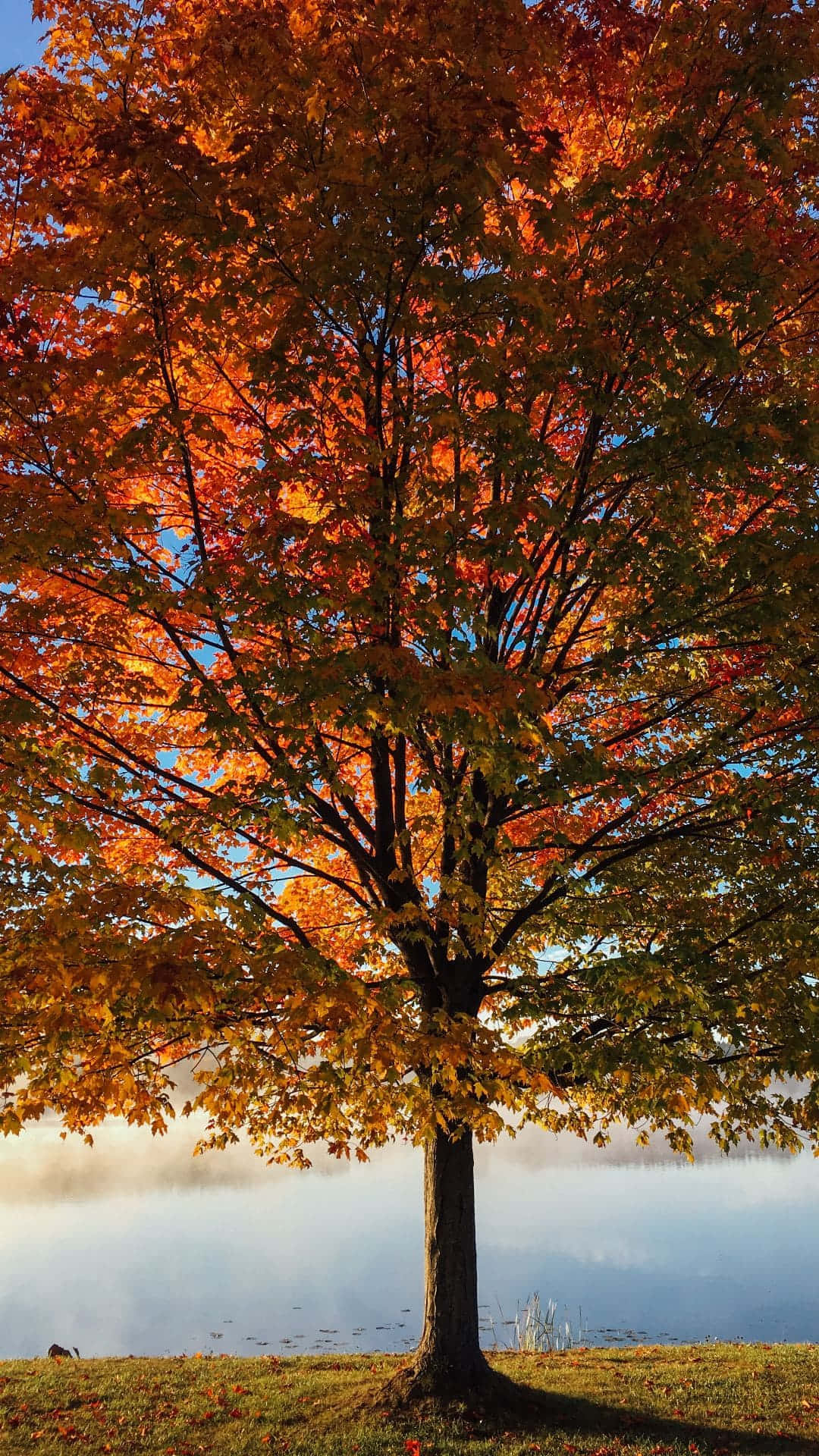 Trees iPhone Wallpaper