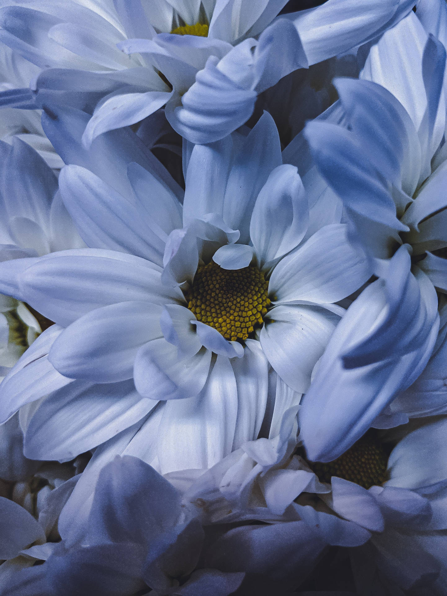 Flower Android Wallpaper