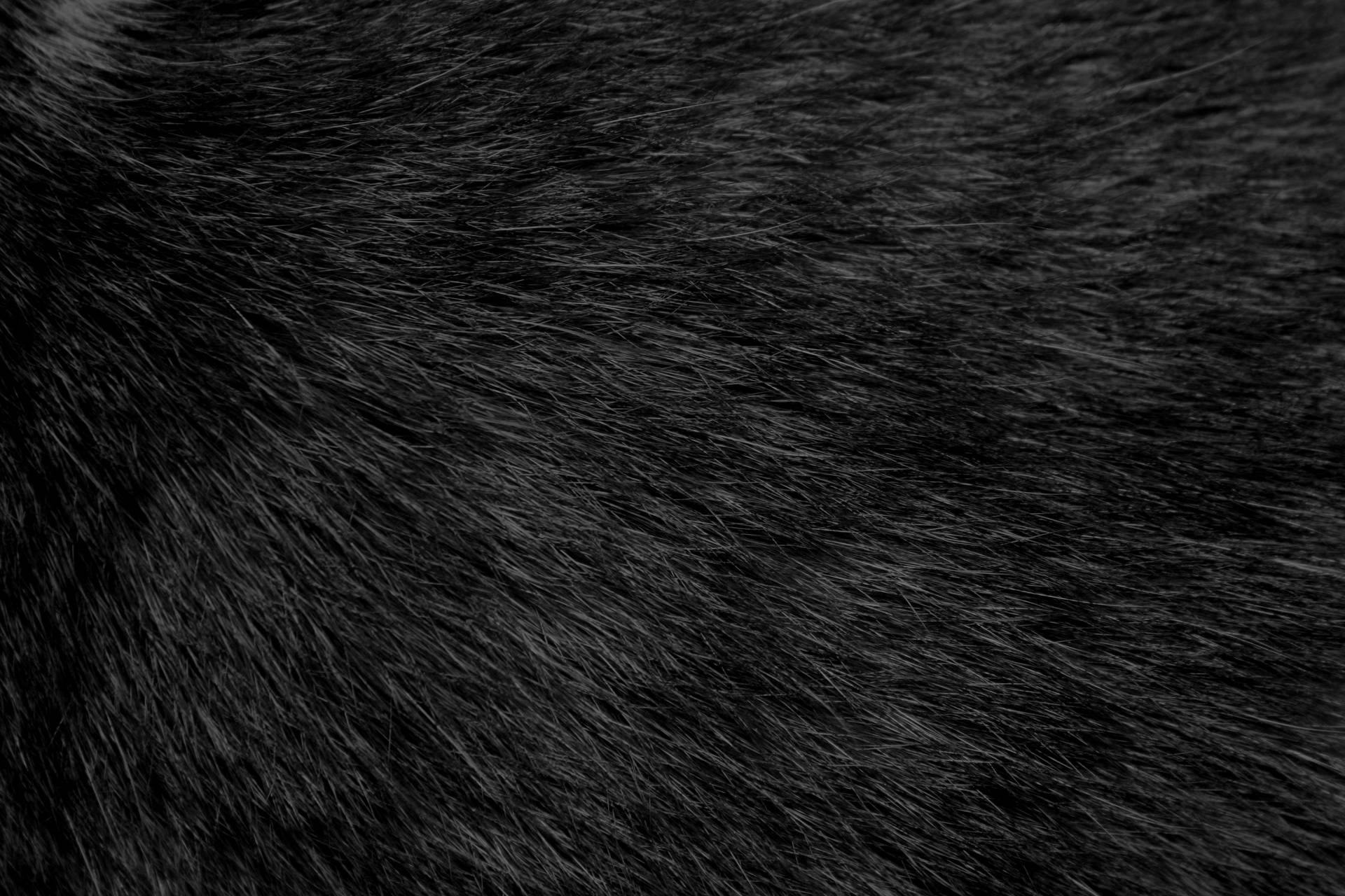 Top Animal Fur Wallpaper Full HD 4k To Use