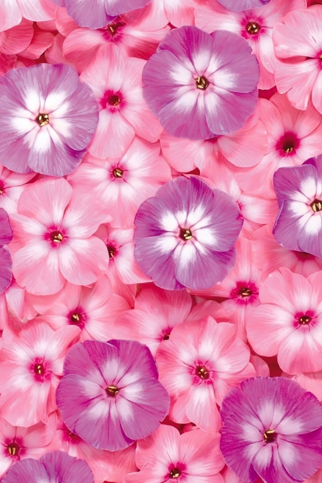 20 ipod flower wallpapers full hd 1080p desktop background for pc mac