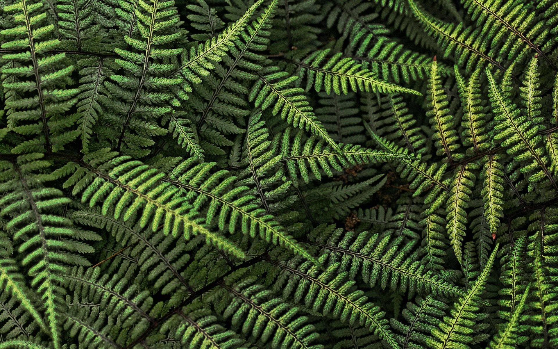 Wallpaper Fern Forest Leaves Textures
