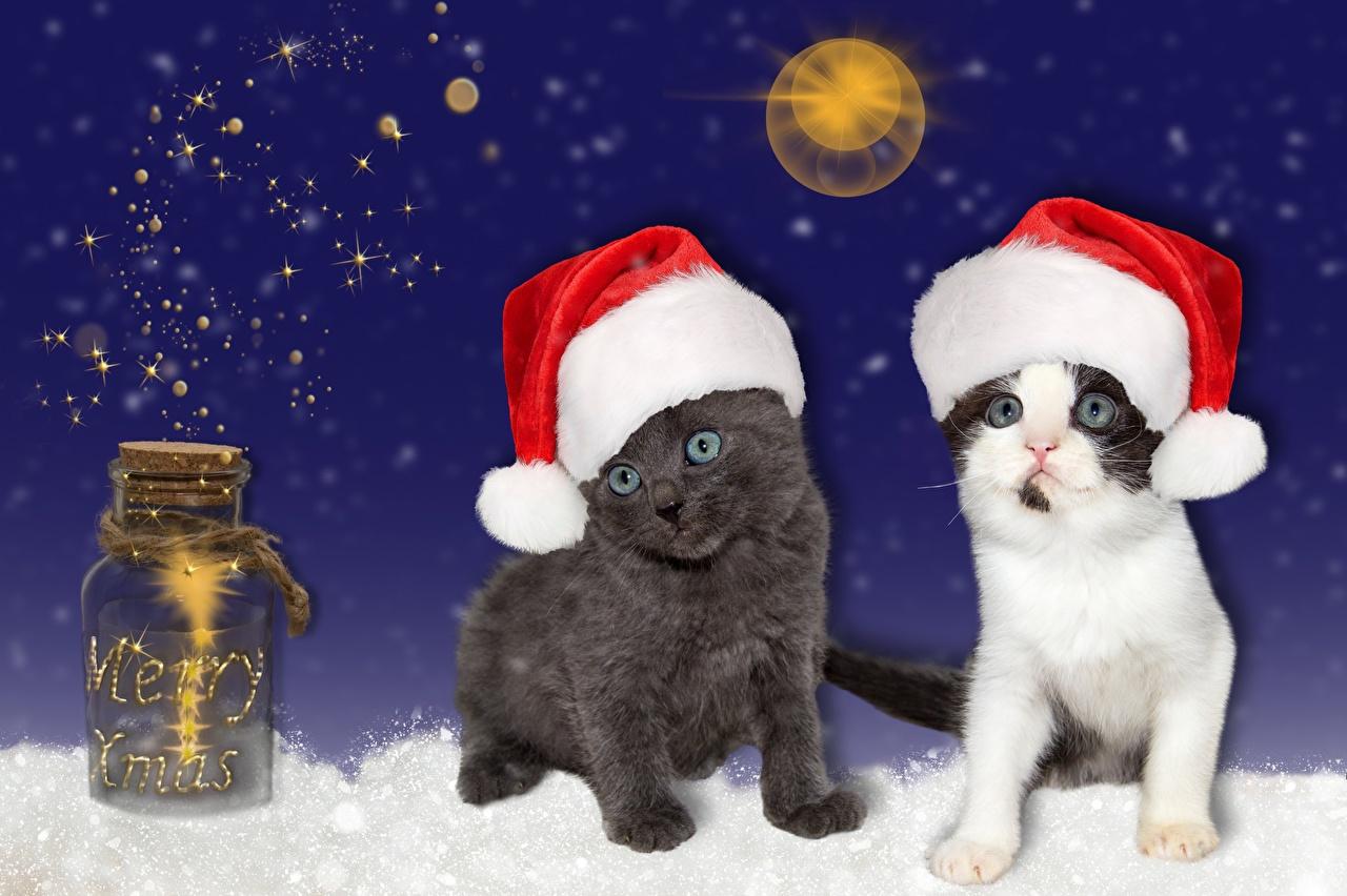 Desktop Wallpaper Kitty Cat New Year Winter Hat Jar Animal