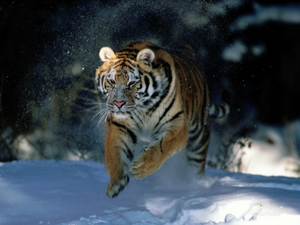 Tiger Running In The Snow Desktop Wallpaper HD