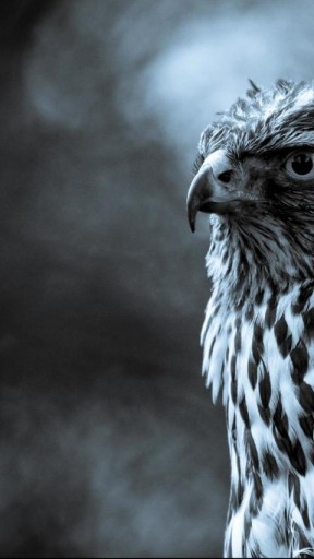 Bigger Bird Falcon Wallpaper For Android Screenshot