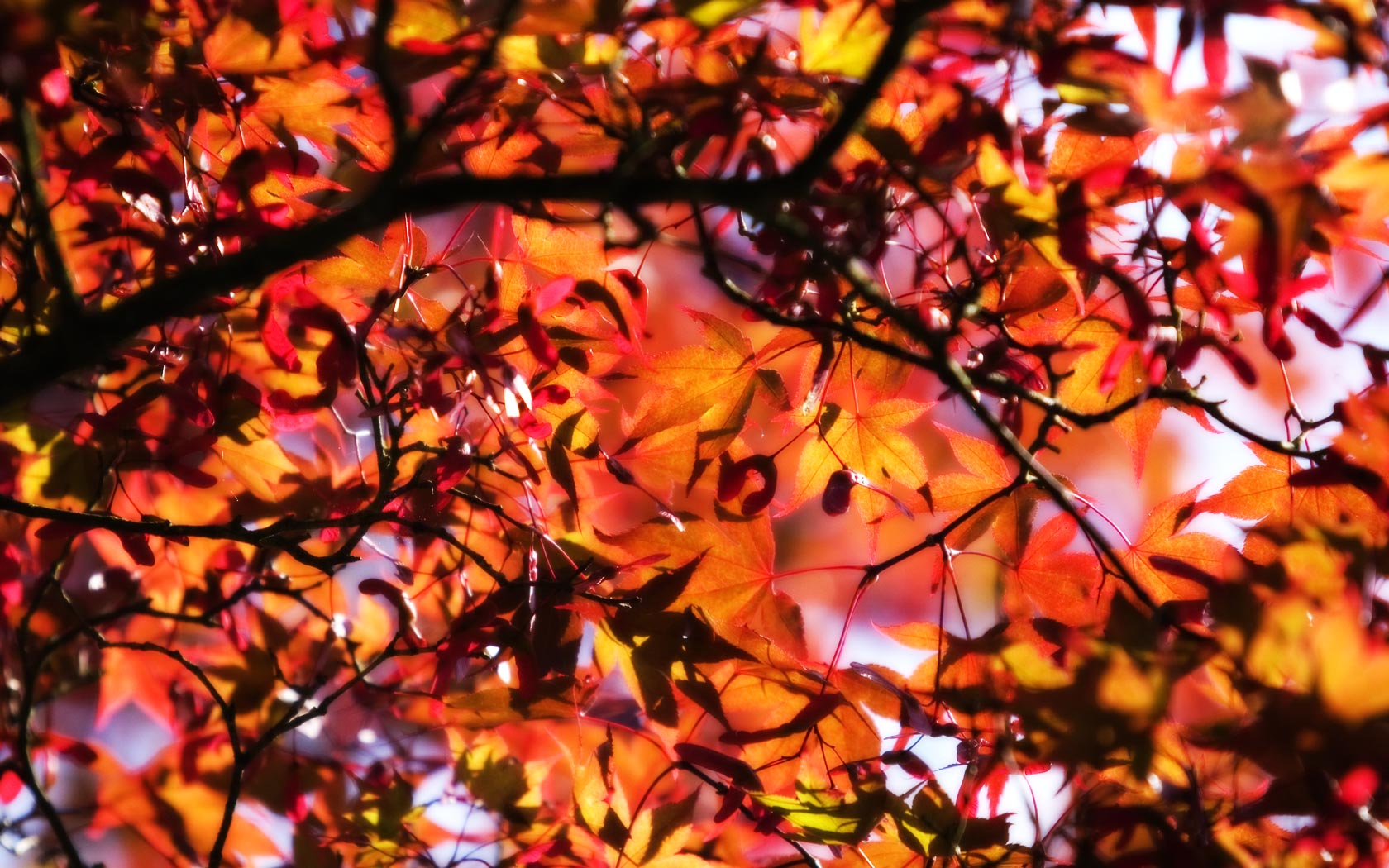 Fall Leaves Wallpaper For Desktop HD