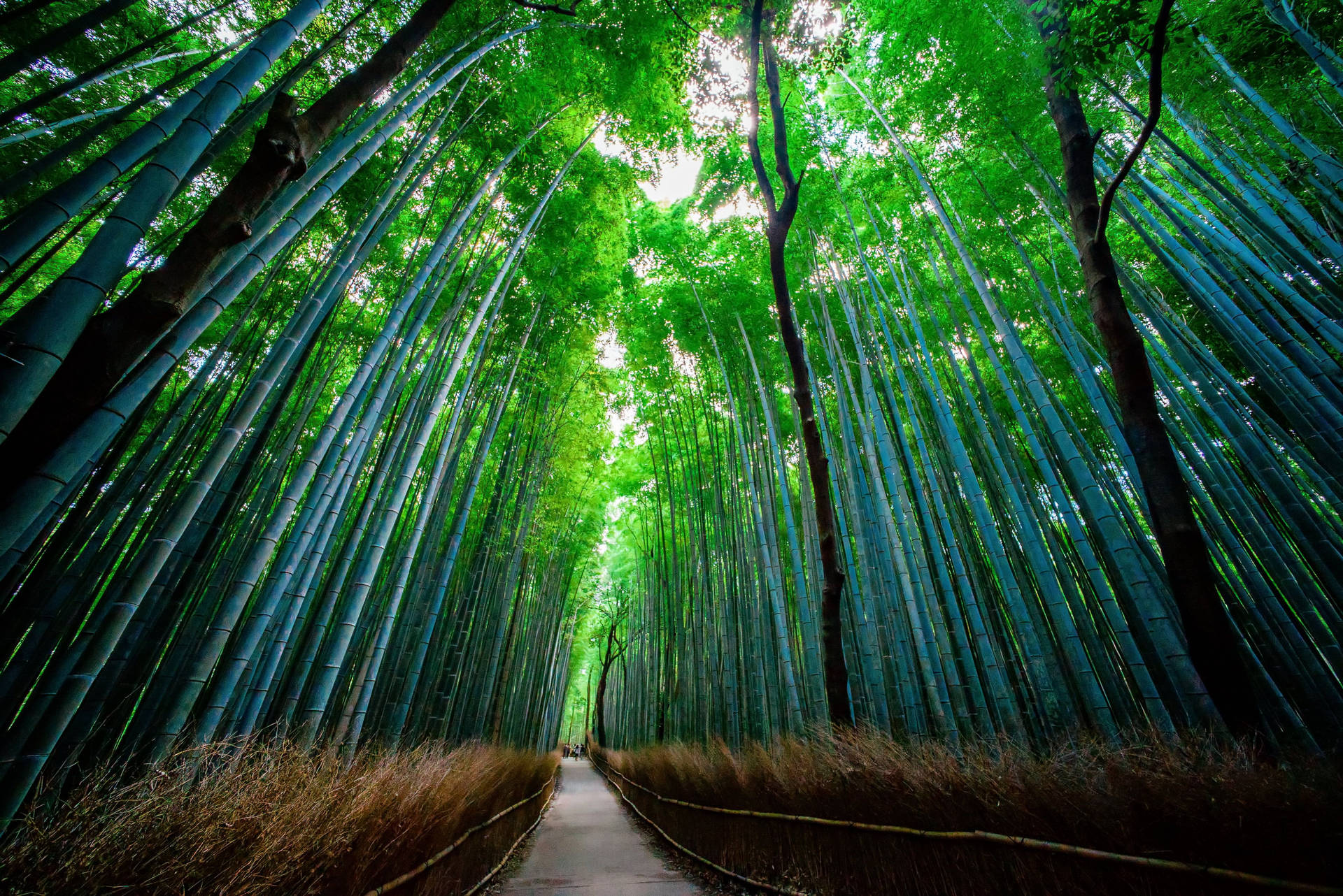 Bamboo 4k Wallpaper