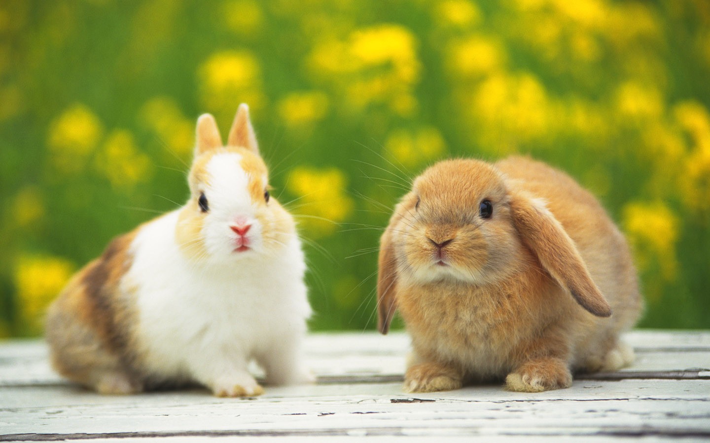 Cute Baby Rabbits Wallpaper HD Background Image