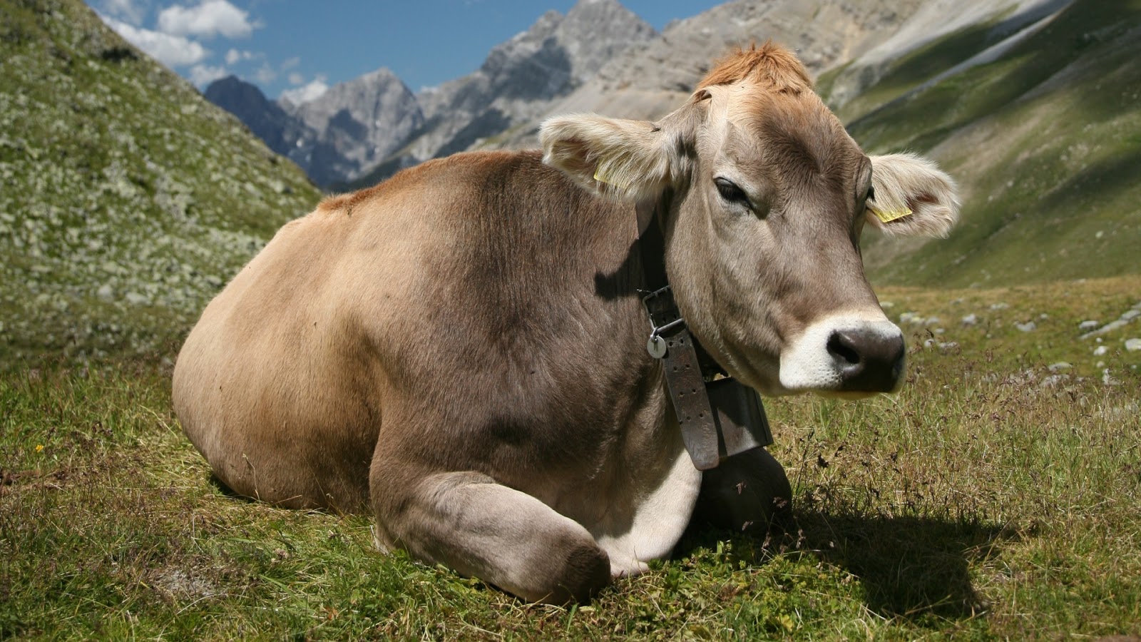 HD Wallpaper Cow