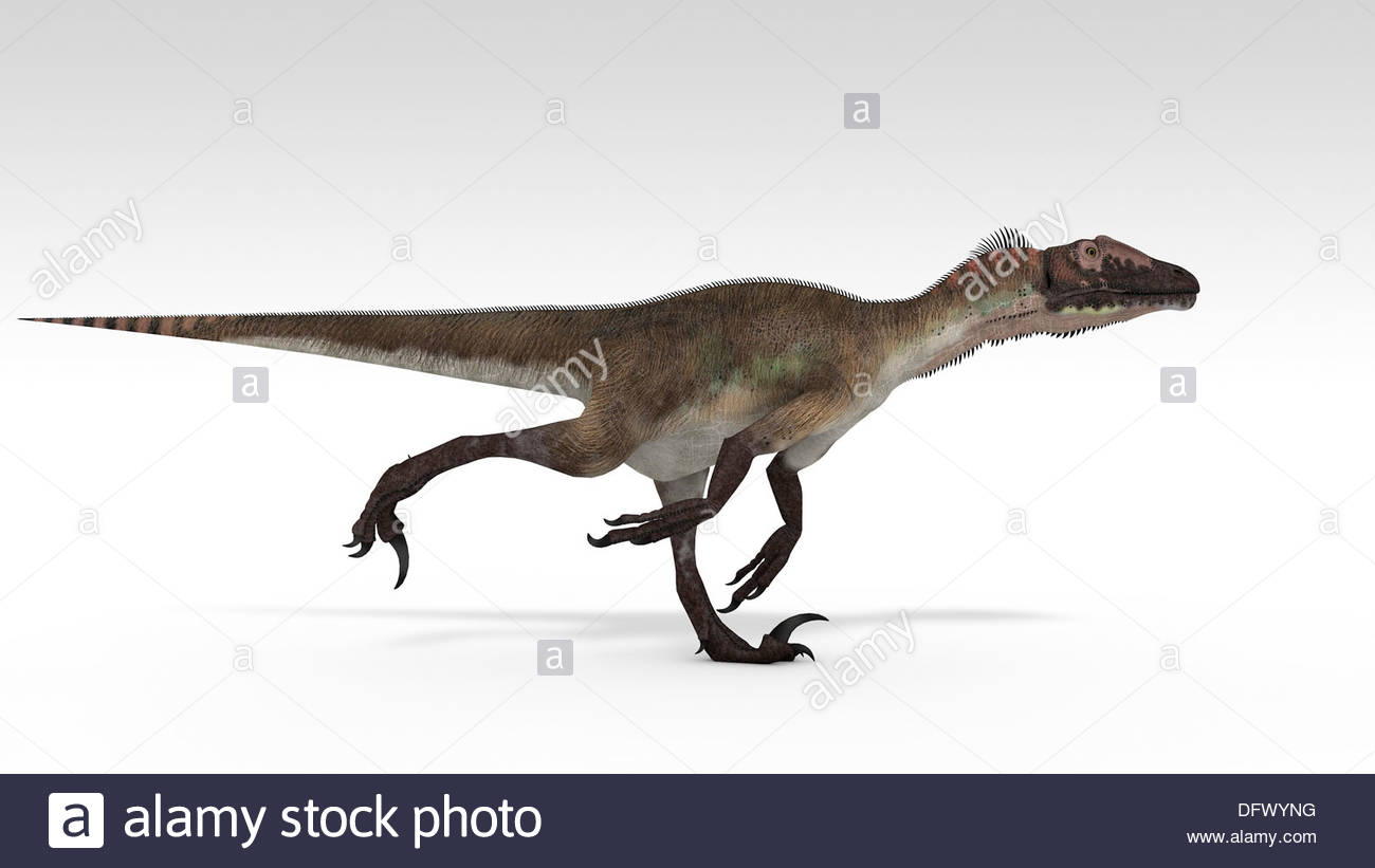 Utahraptor Dinosaur White Background Stock Photo