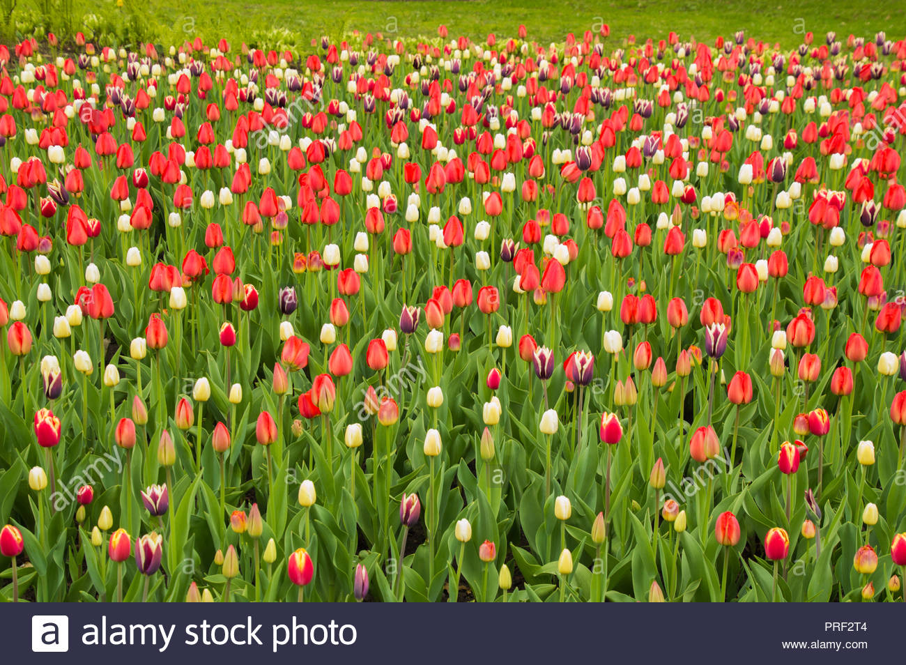 Bright lush tulip flowers natural springtime background wallpaper