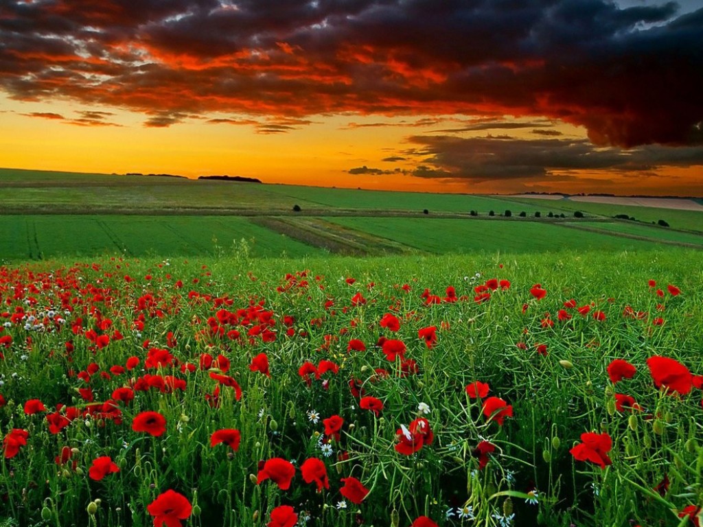 Nature Wallpaper Poppy Field At The Sunshine Px