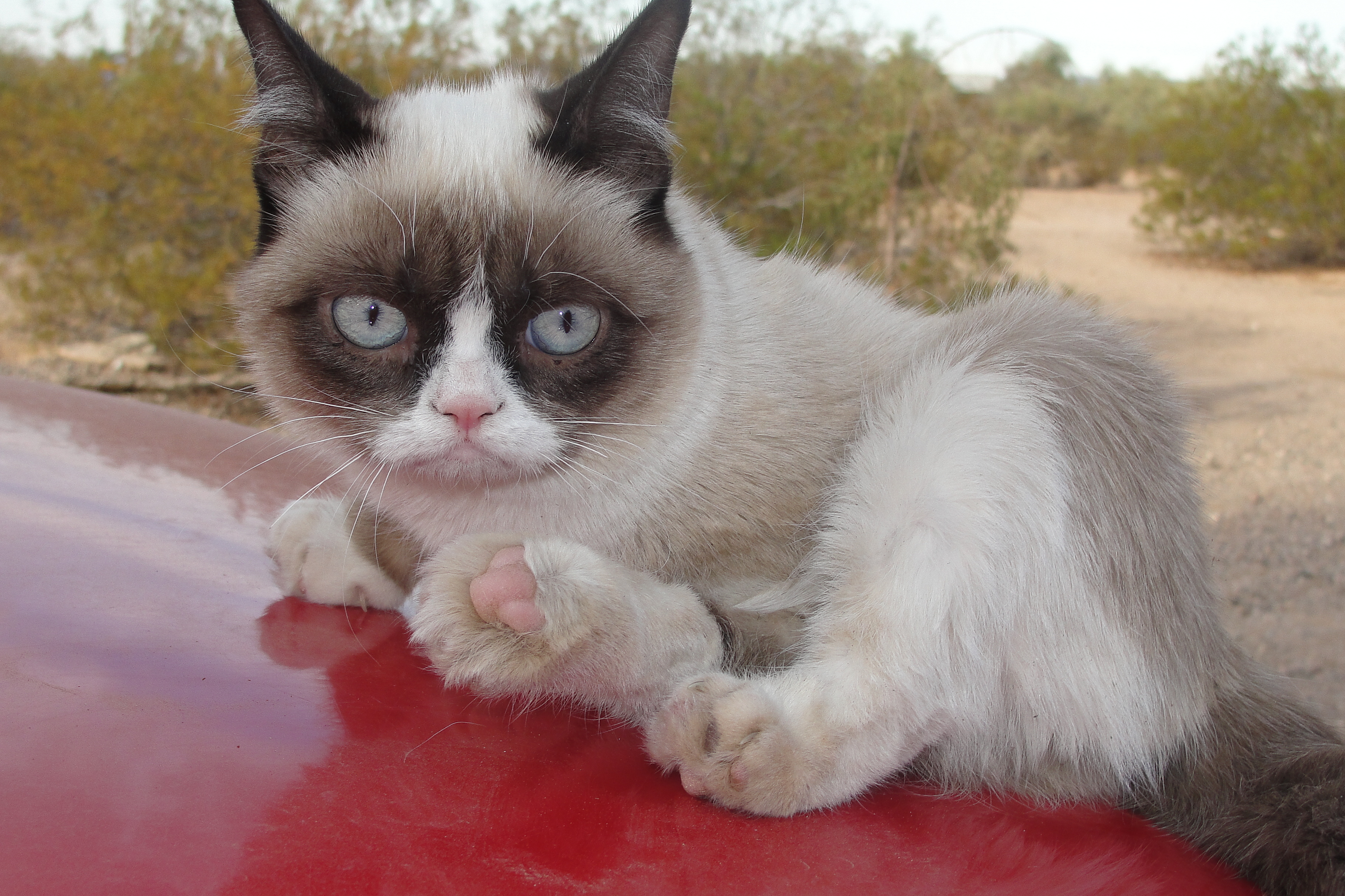 Grumpy Cat on the Car