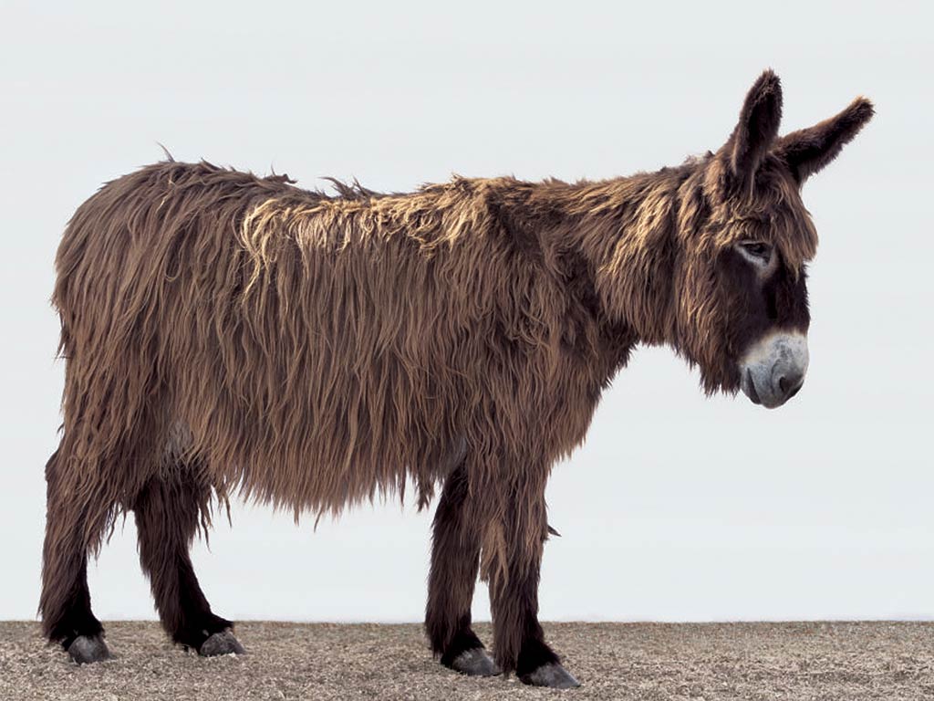 Donkey Wallpaper