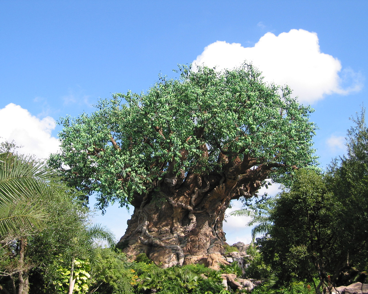 Disney Animal Kingdom Tree Of Life Desktop Wallpaper