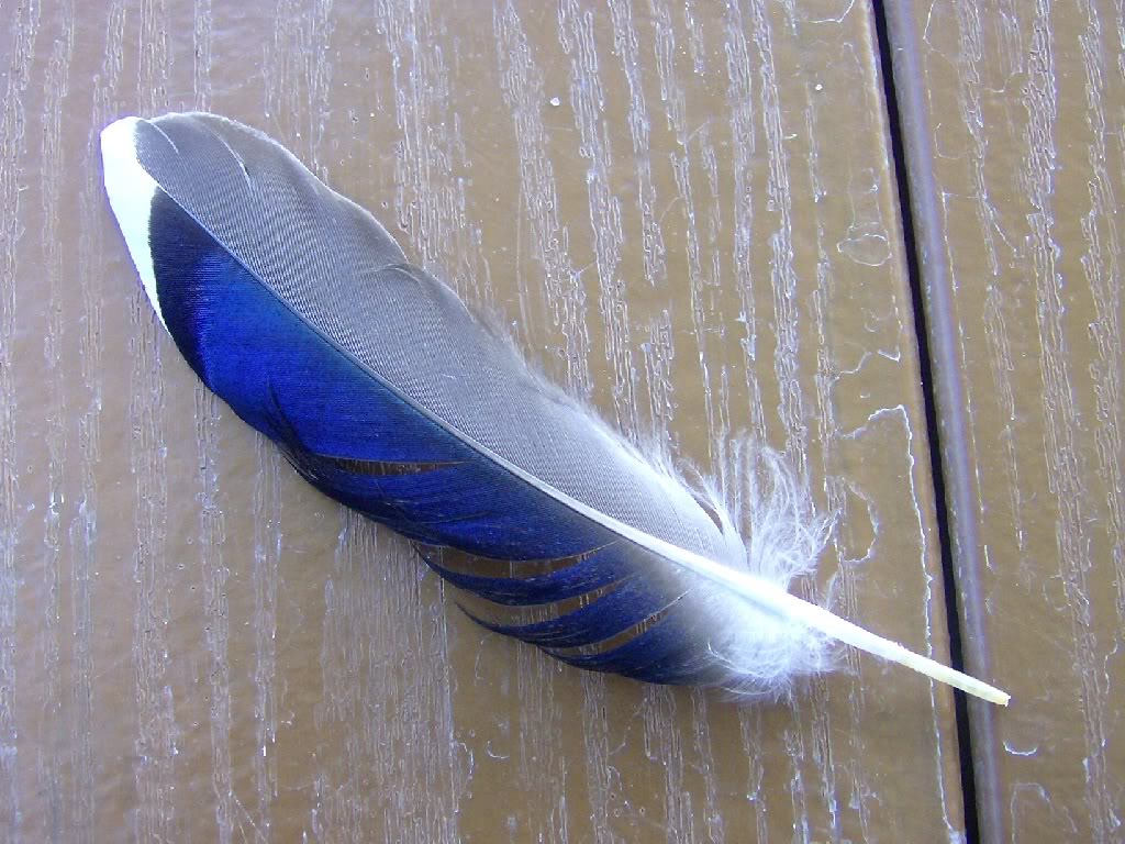 Feather Wallpaper With Resolution Desktop Background