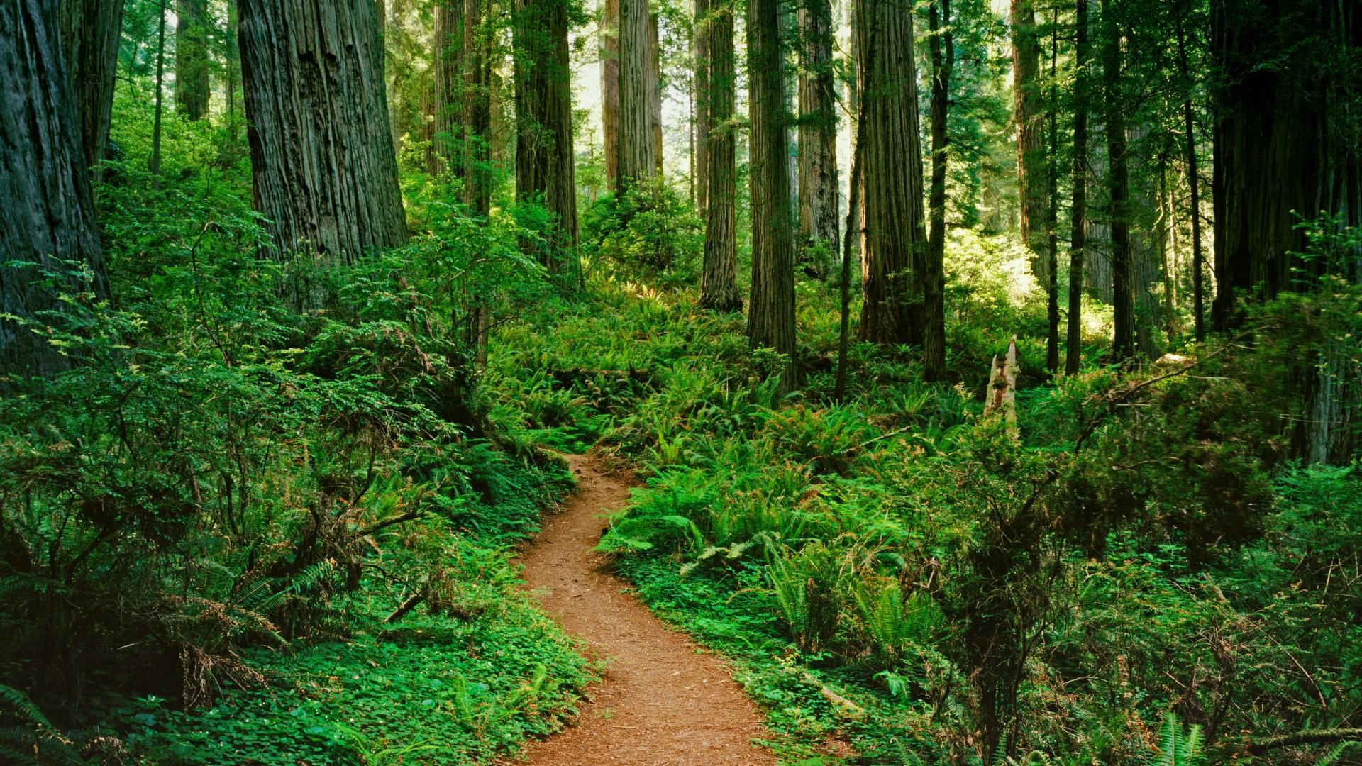 Forest Path Desktop Background Image