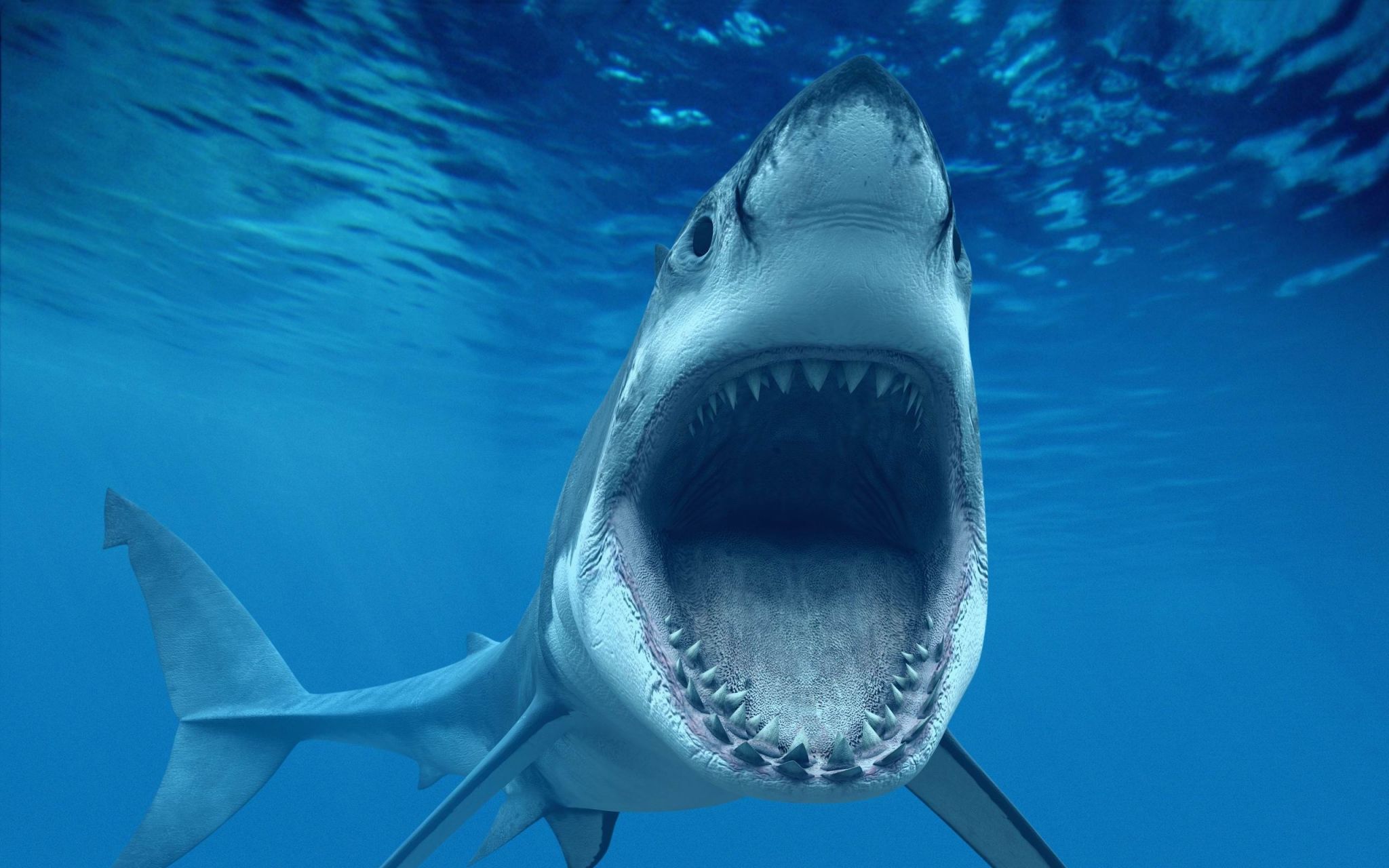 Shark HD Wallpaper 1080p High Quality With Image