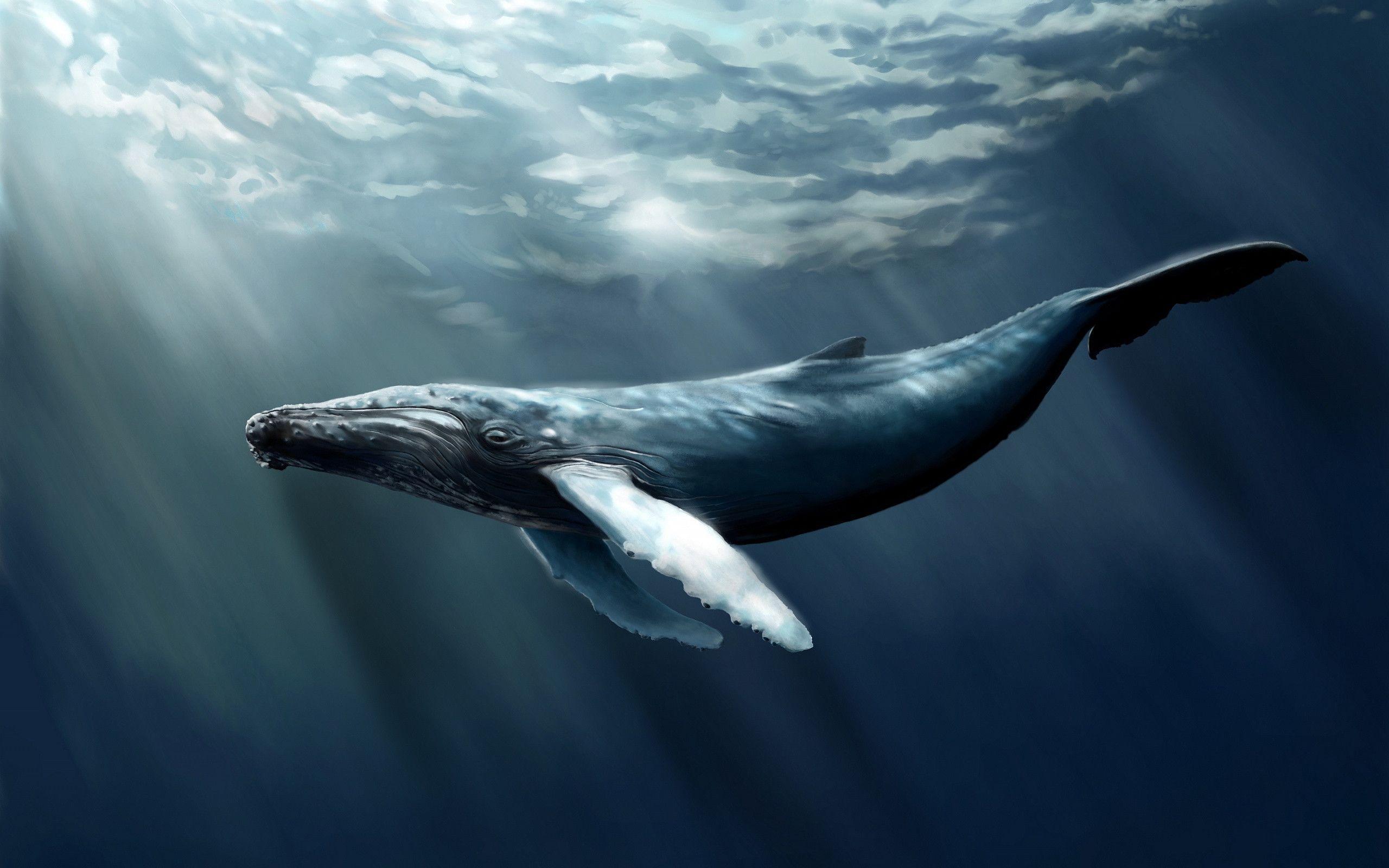 Humpback Whale Wallpaper