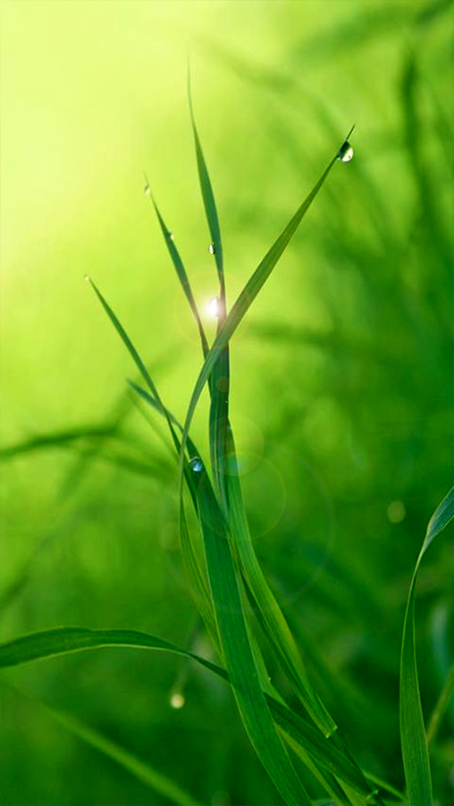 Green Grass iPhone Wallpaper