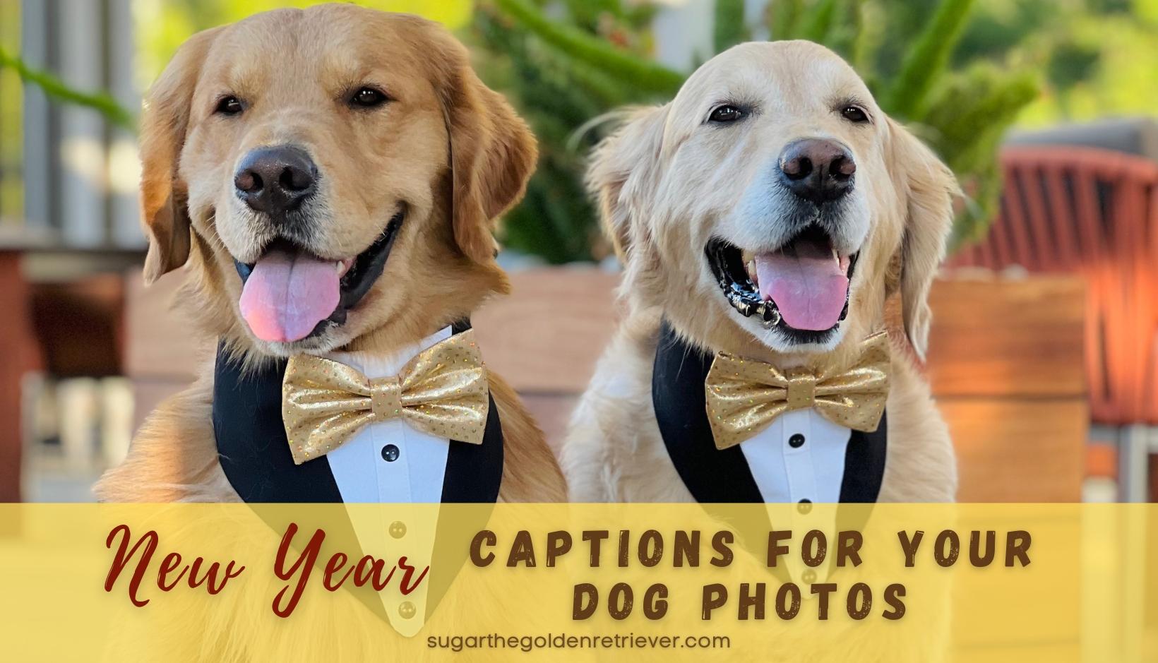 New Year S Captions For Your Dog Photos Golden Woofs