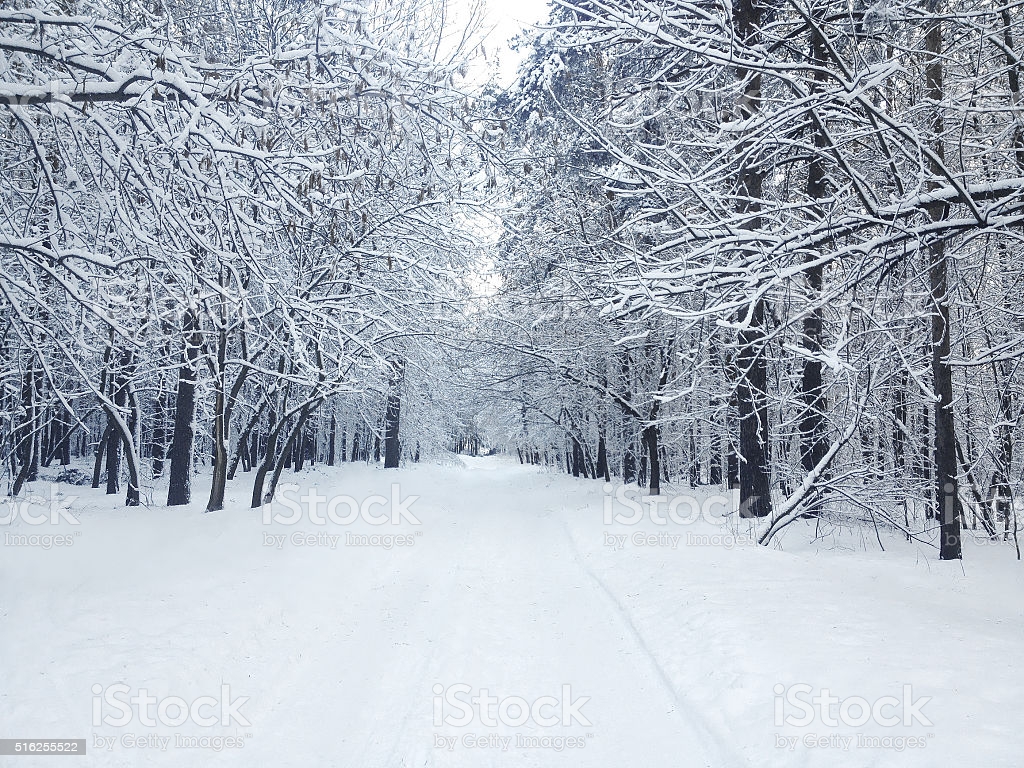 Beautiful Winter Covered Snow Forest In Cold Snowy Day Stock Photo