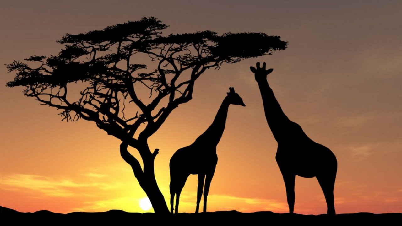 Africwildlife Giraffe Desktop Hnew Wallpaper For