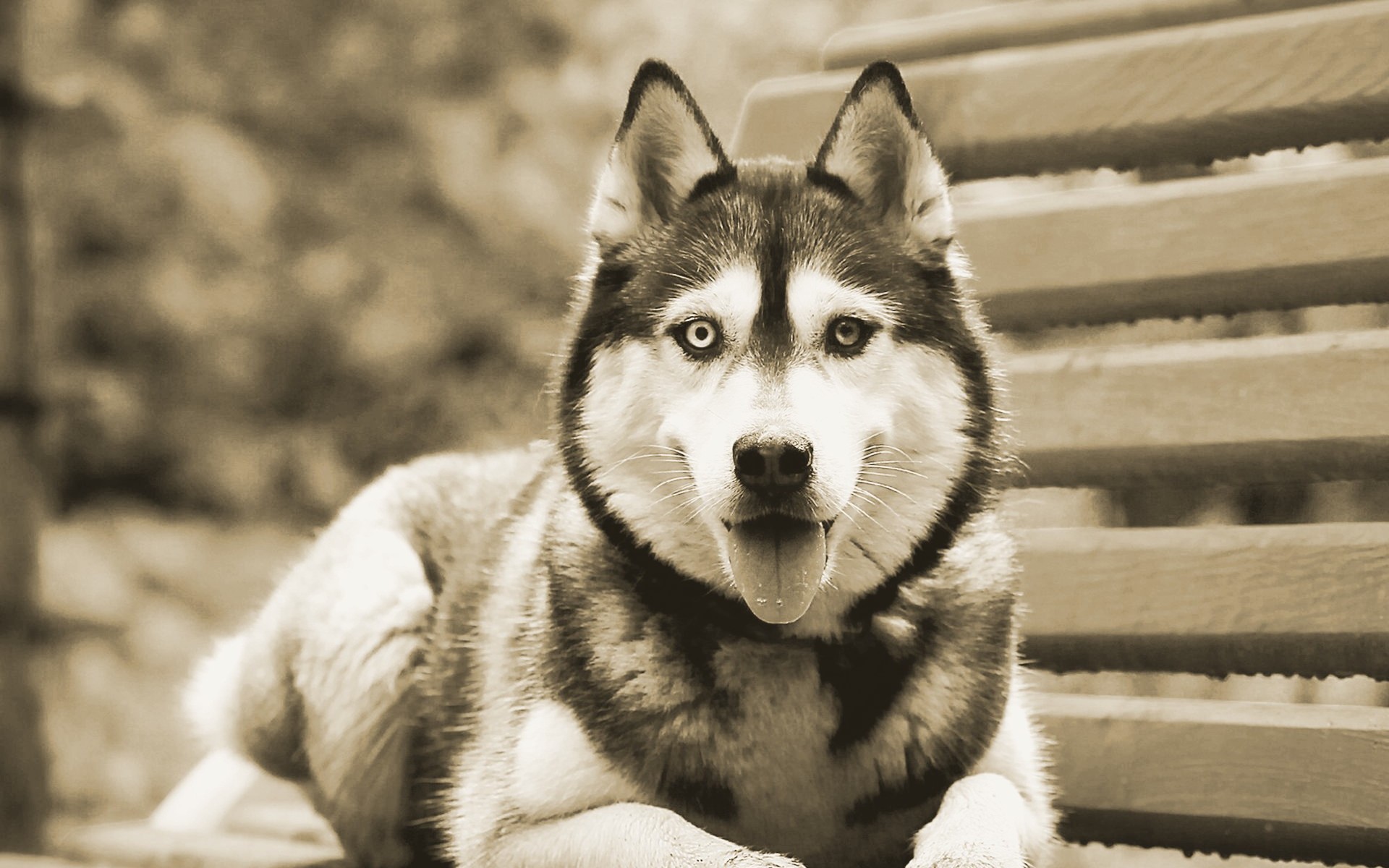 Wallpaper  dog Siberian Husky dark background heterochromia 2500x1667   ventus  1203028  HD Wallpapers  WallHere