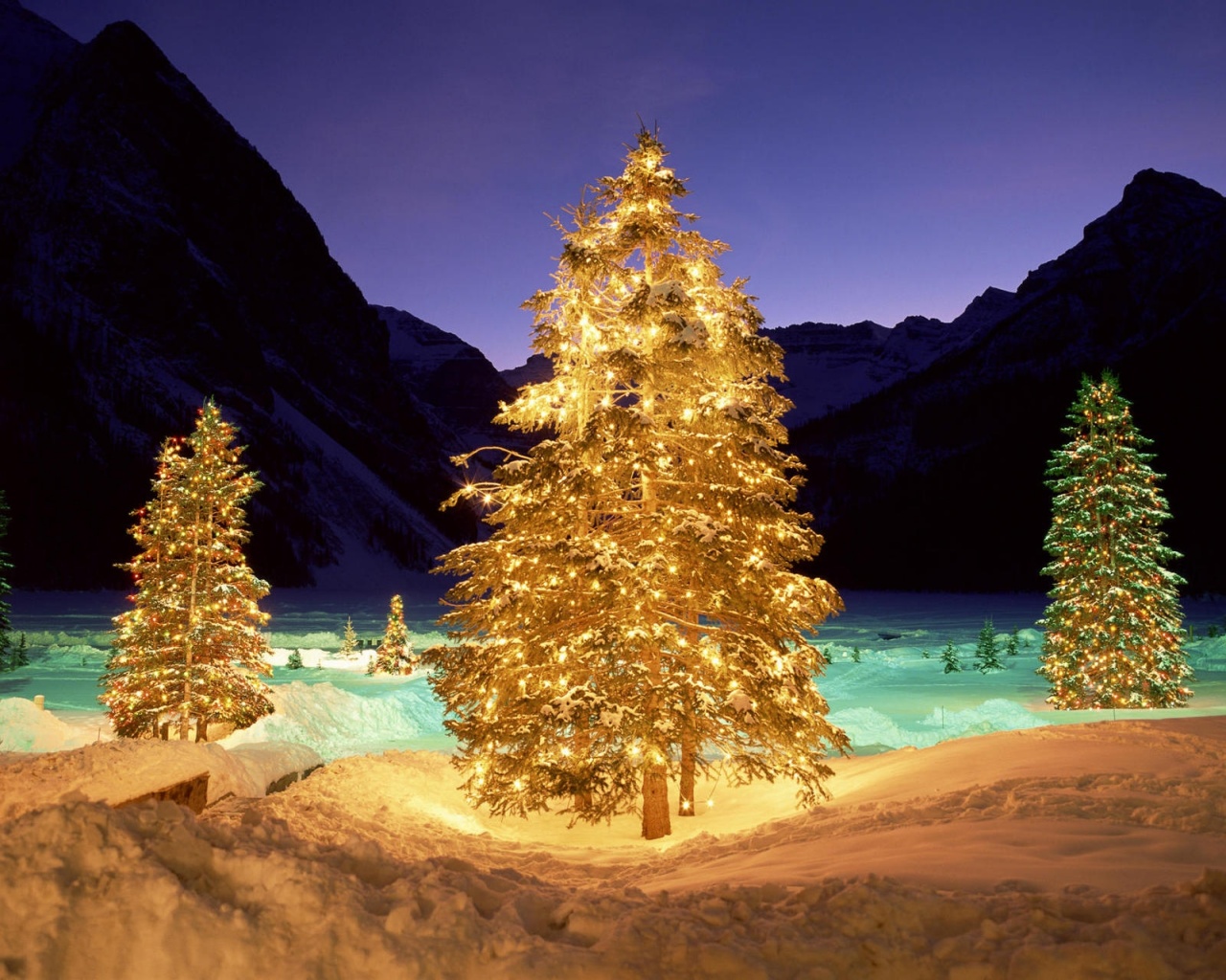 Christmas Trees In The Wild
