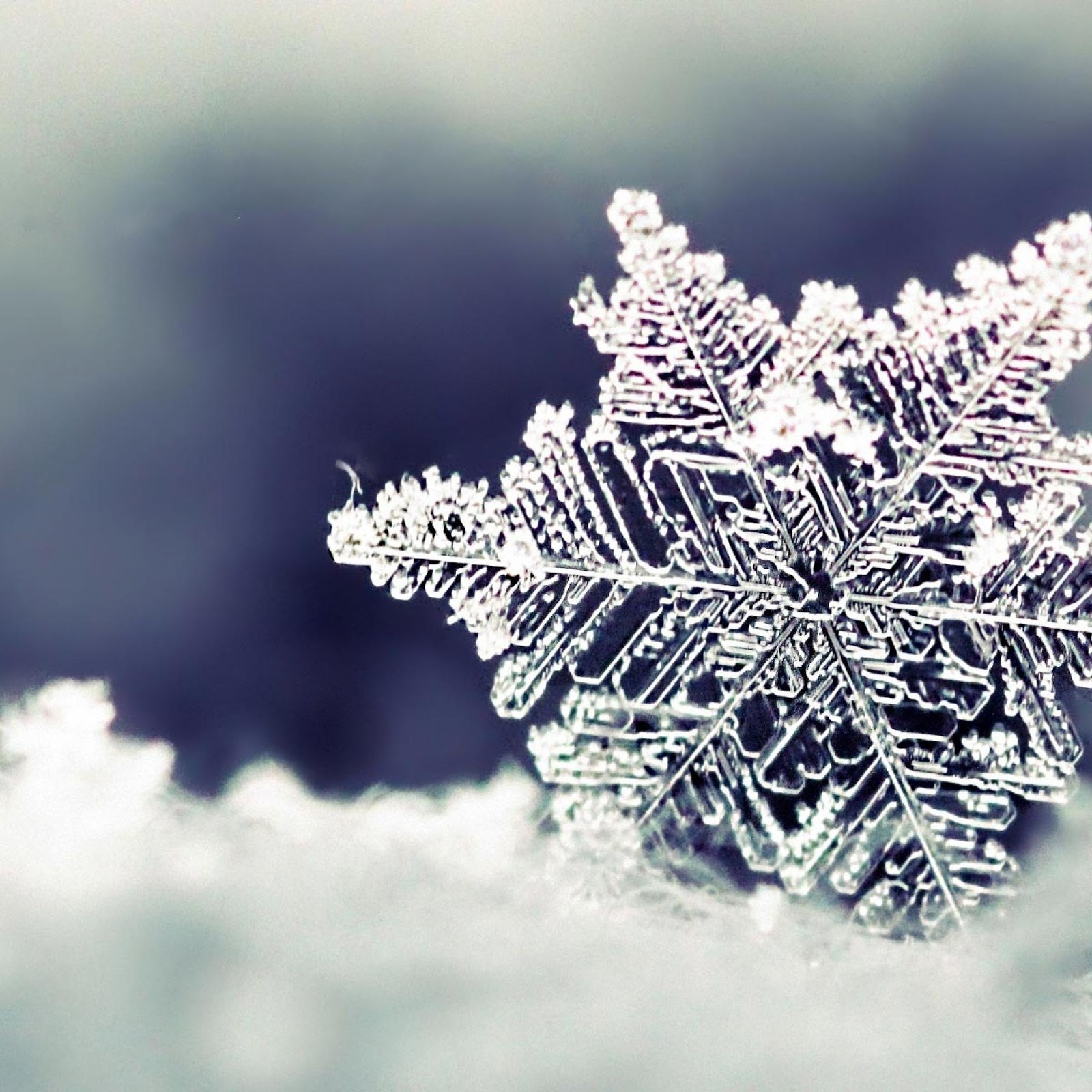 Winter Themed HD Wallpaper For iPad Gadgets Apps And Flash Games