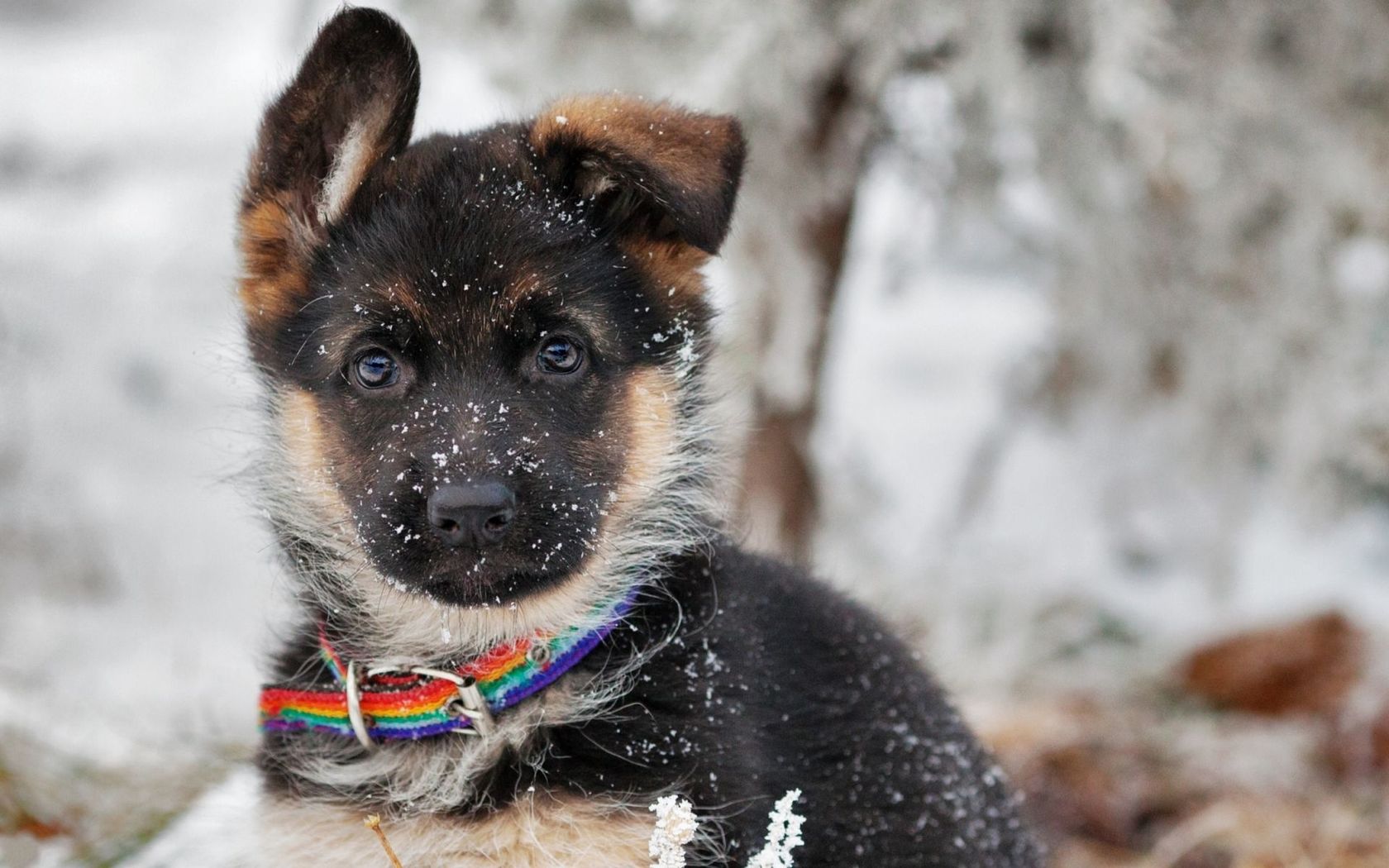 Puppy Playing In The Snow Widescreen Wallpaper