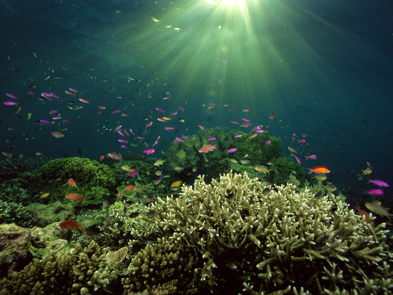 HD Underwater Wallpaper Sea Fishes