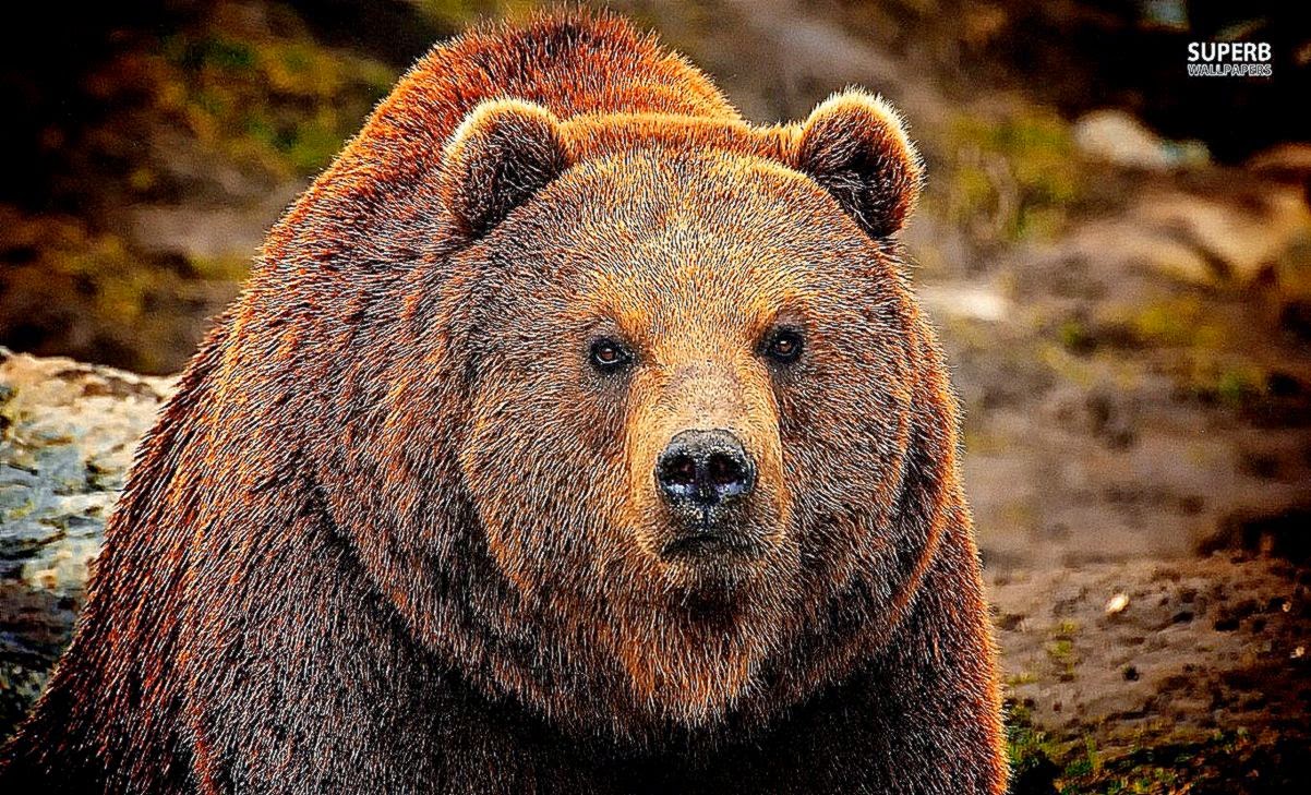 Grizzly Bear Desktop Wallpaper HD Inn