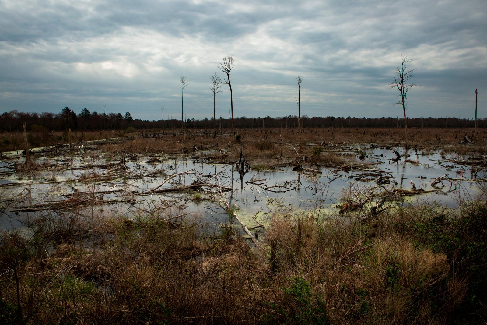 Deep In The Swamps Archaeologists Are Finding How Fugitive Slaves