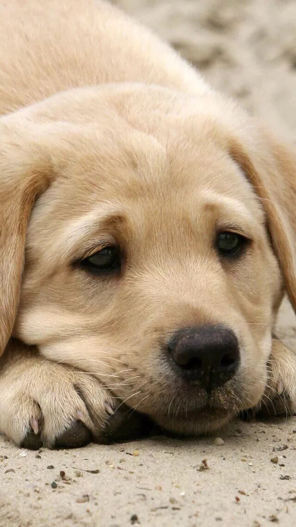 Dog Wallpaper For iPhone Pro Max X