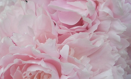 Bouquet Of Pink And White Peonies Stock Photo Svetlana Kolchik