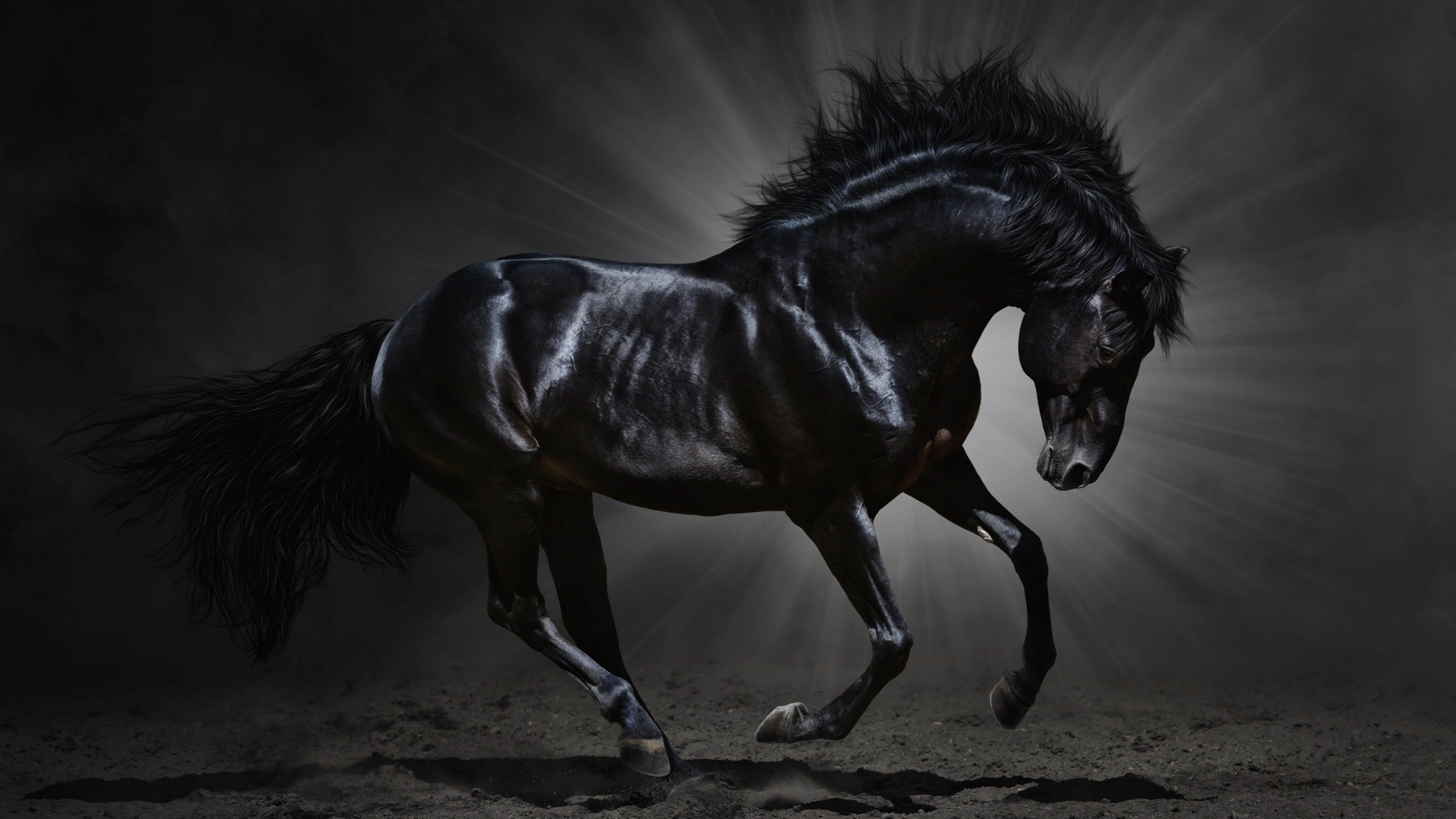 Dark Horse HD Wallpaper For 4k X