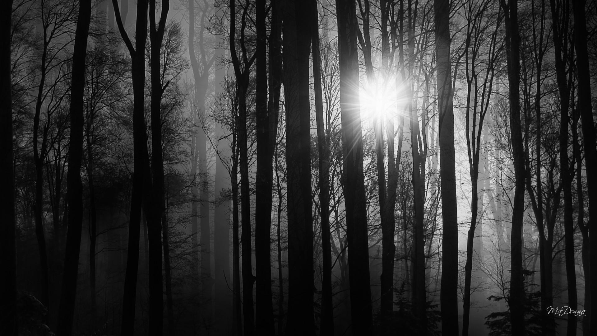 Dark Woods Wallpaper HD