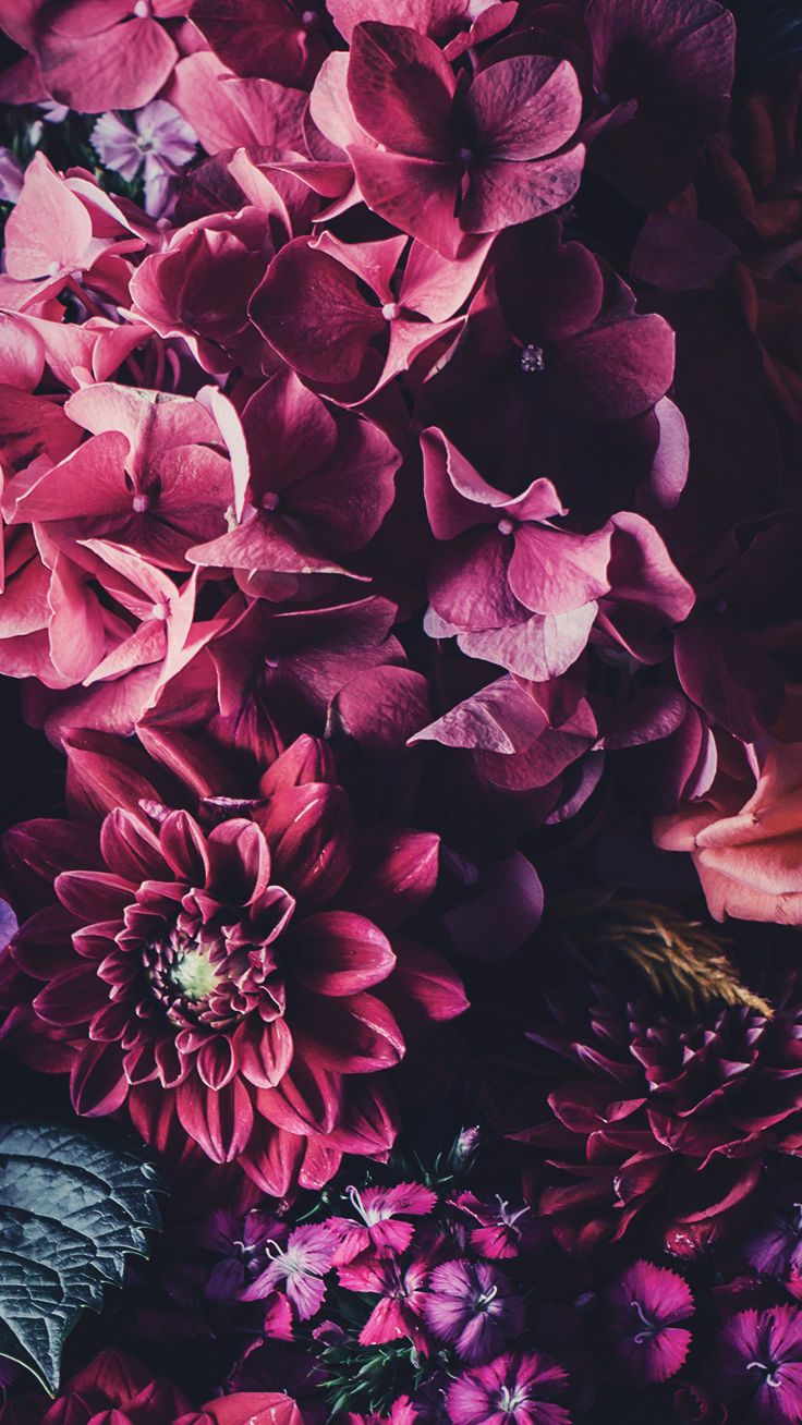 Floral iPhone Wallpaper To Celebrate 65k Followers
