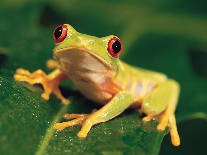 Tree frog The Life of Animals 800x600