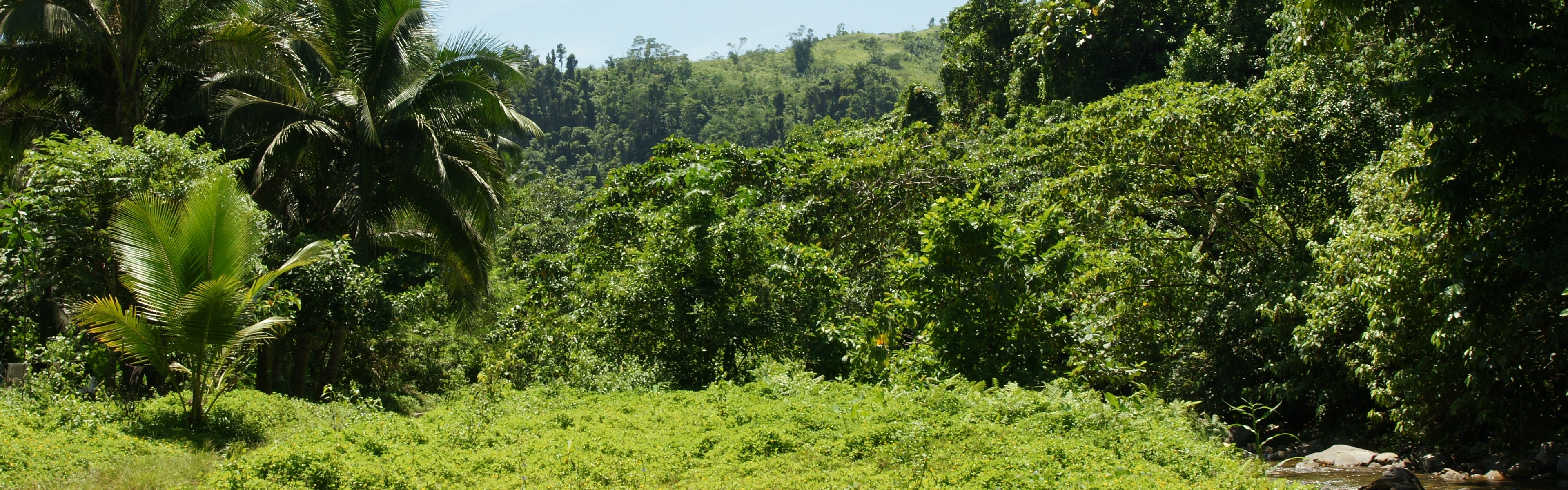 Dual monitor background Tropical nature river jungle vegetation