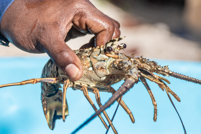Spiny Lobster Wallpaper