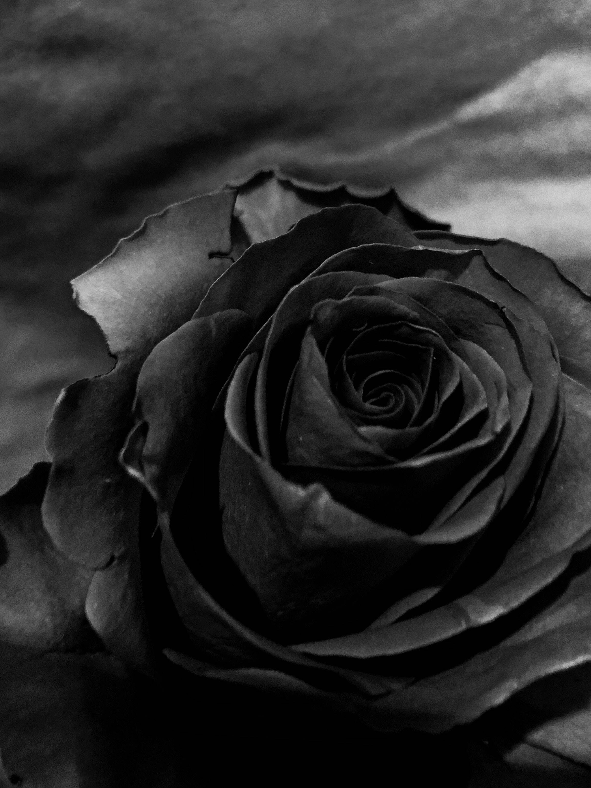 Black Rose iPhone Wallpaper