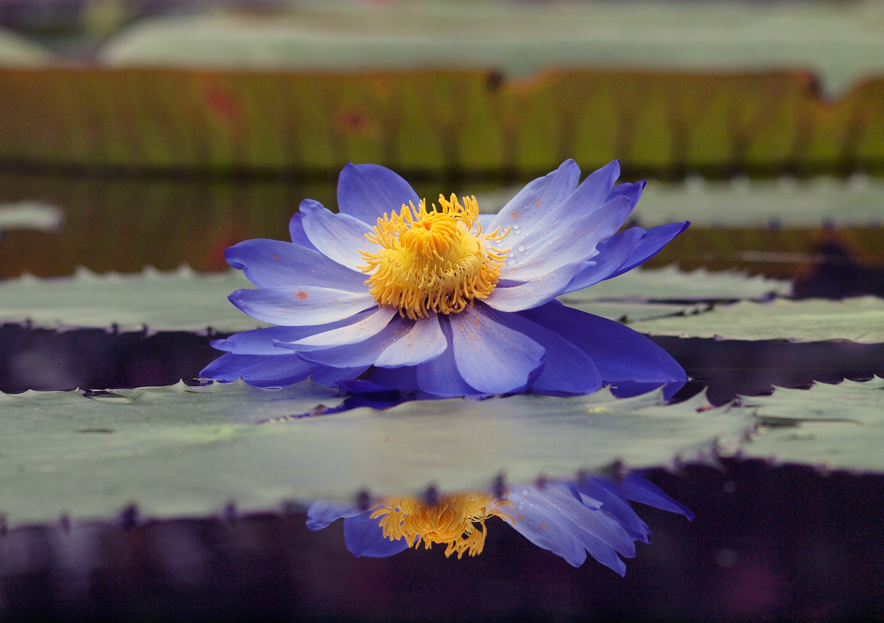 Lotus Blue Water Lily Leaves Pond Reflection