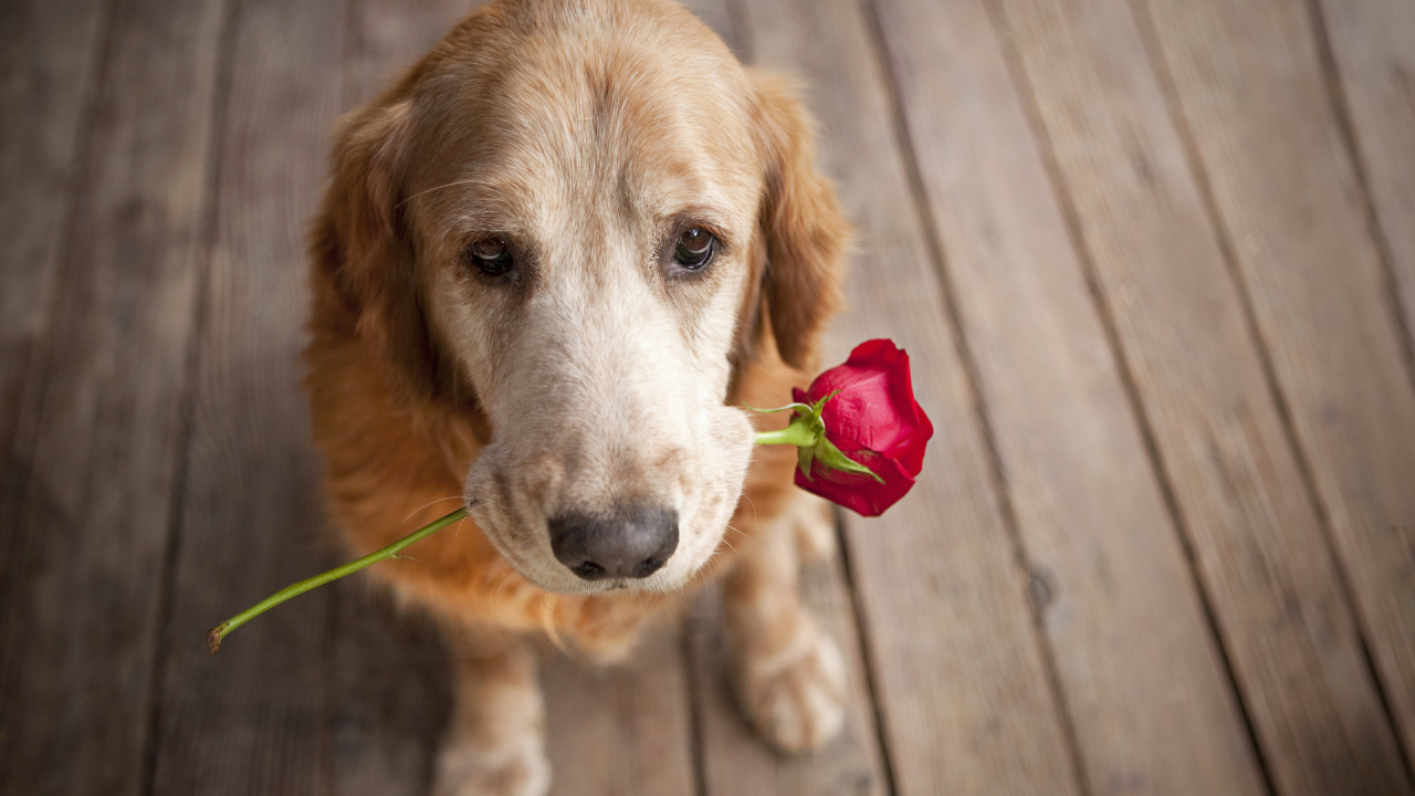Dog And Flower Desktop Wallpaper