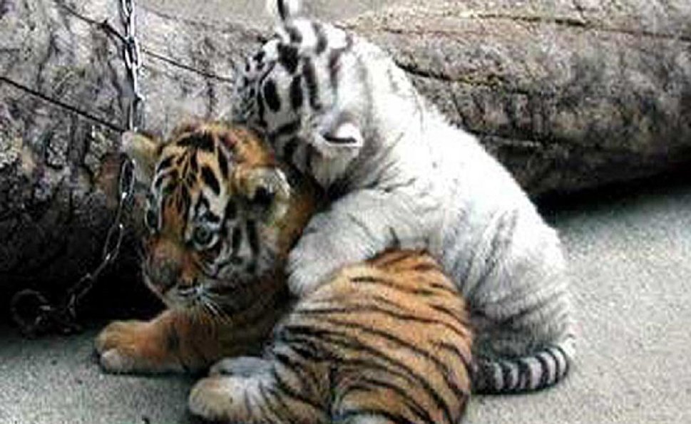 Cute Tiger Cubs Wallpaper